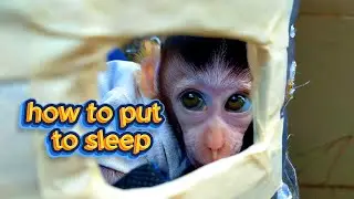 how to put to sleep