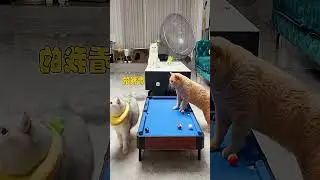 Mastering Cue Techniques Like No Other! #CatsOnTheTable #AdorablePetsGonePro #PoolSkills...