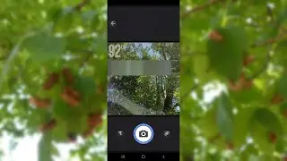 2021 Brood X Cicadas - Cicadas Hit 92dB