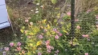Bees & the Purple Crownvetch