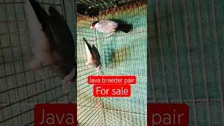 Java finch sparrow breeder pair for sale #jungleonterrace #javabird #birds #viral #shorts #trending