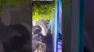 Nothobranchius Guentheri Killifish  Aphyosemion splendopleure Quimomome Killifish **fry**