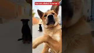 Hamara shakal Bura kya ? # short # dog #song #funny