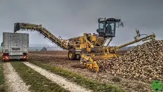 Zuckerr&uuml;benernte 2018 | Zuckerr&uuml;ben verladen 2018 mit ROPA Maus 5