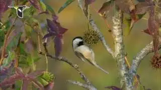 Research update: New chickadee study shows climate change affecting distribution