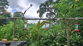 Hummingbirds at ASA Wright Nature Center in Trinidad
