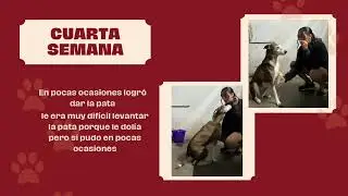 Condicionamiento en animal, con chloe 