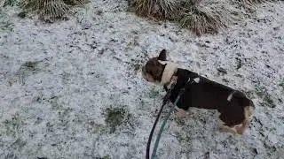 Kenn the Frenchie walking in the snow ❄️ 🐶 #adoptdontshop #adoptme #frenchbulldog #dog