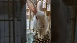 milo na tum to #trandingsong #evergreensong #shortfeed #ytubeshorts #viralvideos #cute #rabbit 🐰