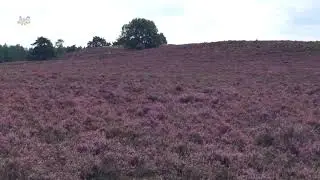 Bloeiende heide Heerde, Renderklippen