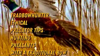 Tradbowhunter Ethical Predator Tips Hunting Pheasants with a Traditional Bow