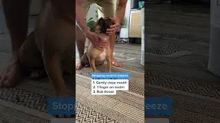 How to Stop a Reverse Sneeze in 3 Easy Steps! 🐶💡 #DogTips