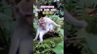 SUSPENSE WAIT.. #funny #shorts #natureenjoyment #dreamy #dance #monkey #fun