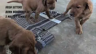rug destruction crew 