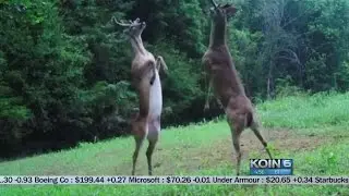 Deer fighting