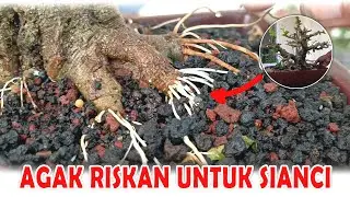 SEDIKIT RISKAN UNTUK CERI BARBADOS!! GILIRAN BONSAI SIANCI YANG NAIK POT