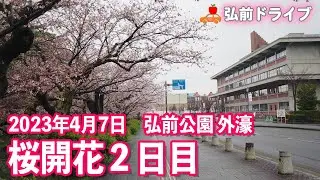 【青森県弘前市】2023/4/8時点の弘前市役所周辺の桜です！弘前さくらまつりはまだまだ先なのに！ #弘前 #桜 #ドラレコ