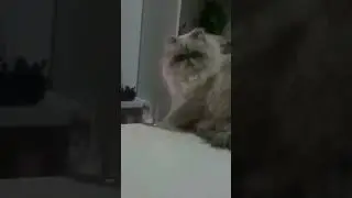 cats are funny