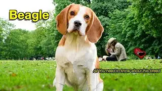 The Beagle Breed Explained Personality, History, Pros & Cons, Is This Breed Right for You?