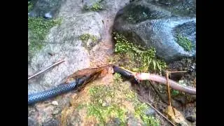 ULAR ALANG-ALANG - Variable Reed Snake (Calamaria lumbricoidea)
