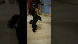 Cane educato