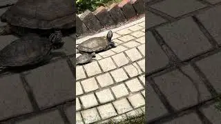 Turtle basking in the sun.🐢☀️