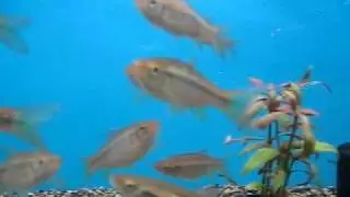 Black Linne Rasbora.avi