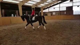 For Sale - Flemmingh Mare - 2003 - Z2 Dressage