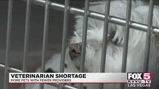 Nationwide Veterinarian shortage impacting pet owners in Las Vegas