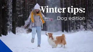 Winter Dog Safety Tips