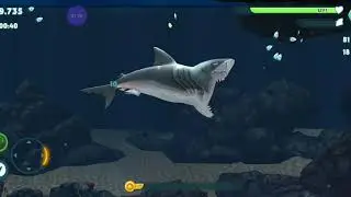 Megalodonte ungry shark