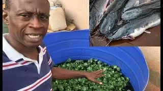 Plastic tank fish pond with water hyacinth