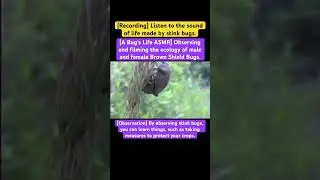 [A Bug's Life ASMR] Observing and filming the ecology of male and female Brown Shield Bugs. #music