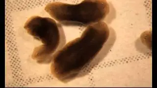 Modified worms grow two heads