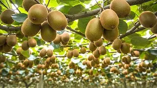 GUARDA COME VENGONO COLTIVATI I KIWI: Concimazione e potatura!