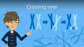 Crossing Over Biologie, Genetik
