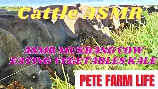 ASMR MUKBANG VEGETABLES  KALE/ ASMR Cattle Eating Kale / Pete Farm Life