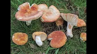 The search for a &lsquo;UK first&rsquo; rare fungi