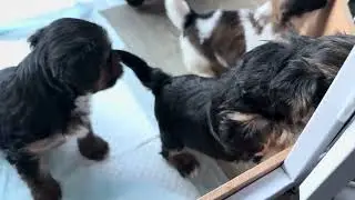 7 November 2025 - Pupdate