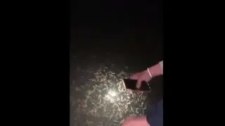 Thousands Palolo Worms Swimming In A Lake