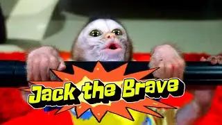 jack the brave .#viral #trending #viralvideo #viralvideos #trendingvideo