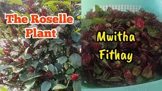 The Roselle Plant | An Edible Flowering Delight  | Mwitha | Lal Ambari |