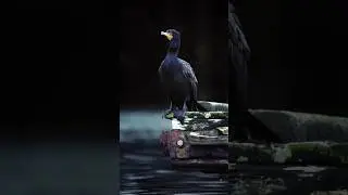 Have you ever wondered why aquatic birds fly so low to the water? #cormorant #groundeffect