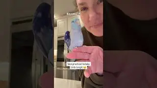 Self affirming king 😂 #talon #parrotlet #birds