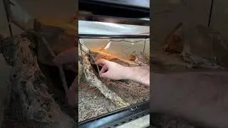 Новая кровострельная ящерица?! #шорты #животные #рептилии #ящерица #динозавр #животное #рептилия