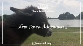 FREE CAMPING | NEW FOREST | UK VAN LIFE