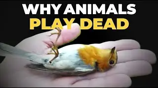 Why Do Animals Play Dead?