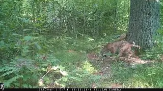 Game Trail Camera  Videos of Bobcats in Wisconsin!