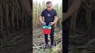 Rural Farmer have specialty crop fields #20810