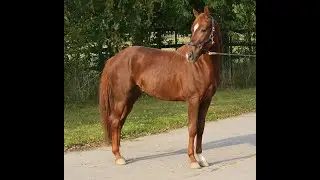 -sold- Quadriga: Chestnut colt 2019 by Floriscount/Dr. Jackson for dressage